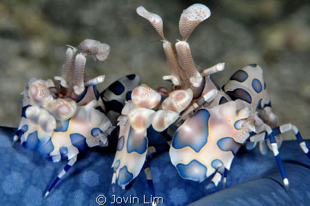 Dancing clowns of the Sea: a pair of blue harlequin shrim... by Jovin Lim 