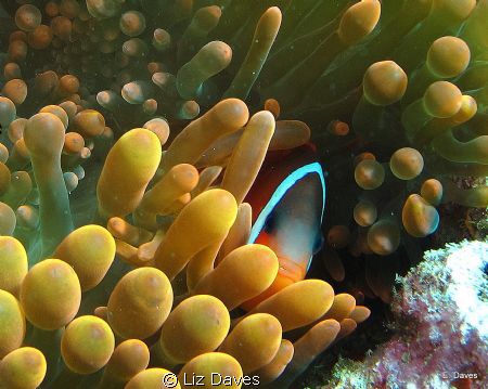 Lil Tomato Clown in her bublle tip anemone by Liz Daves 