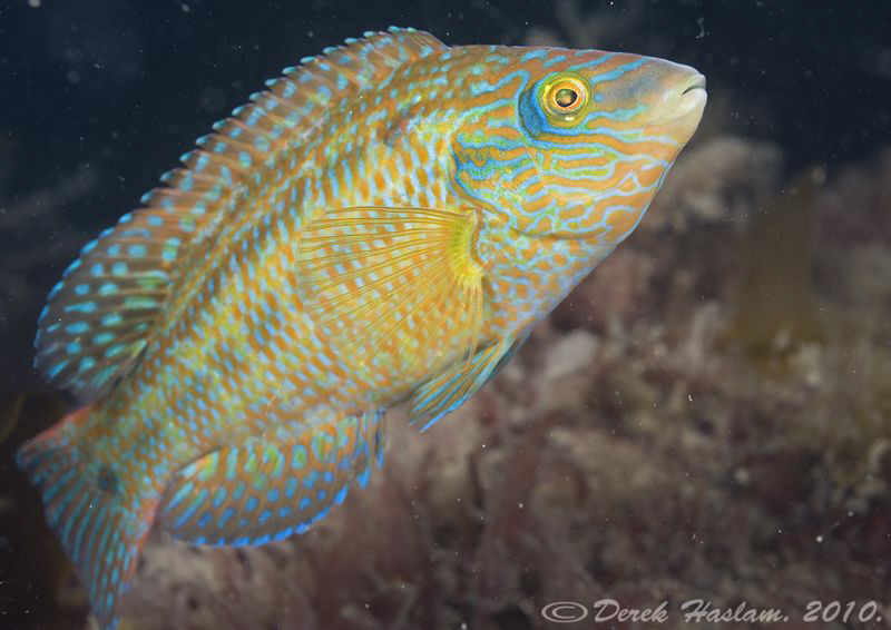 Corkwing wrasse. North Wales. D3, 60mm. by Derek Haslam 