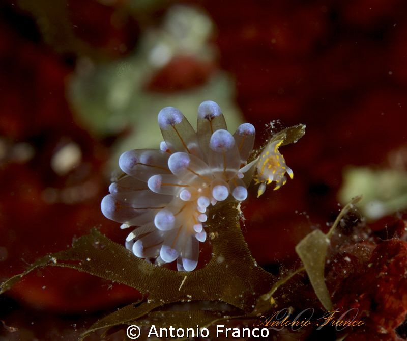 Ianolus cristatus & Polycera quadrilineata by Antonio Franco 