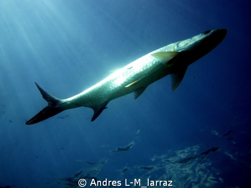 Tarpon , belly-up... by Andres L-M_larraz 