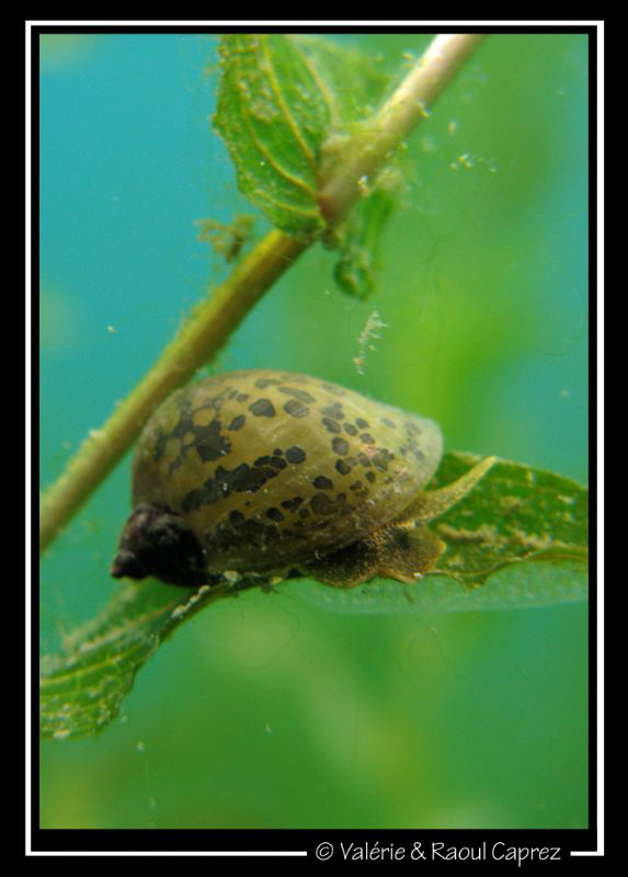 Eating time ... by Raoul Caprez 
