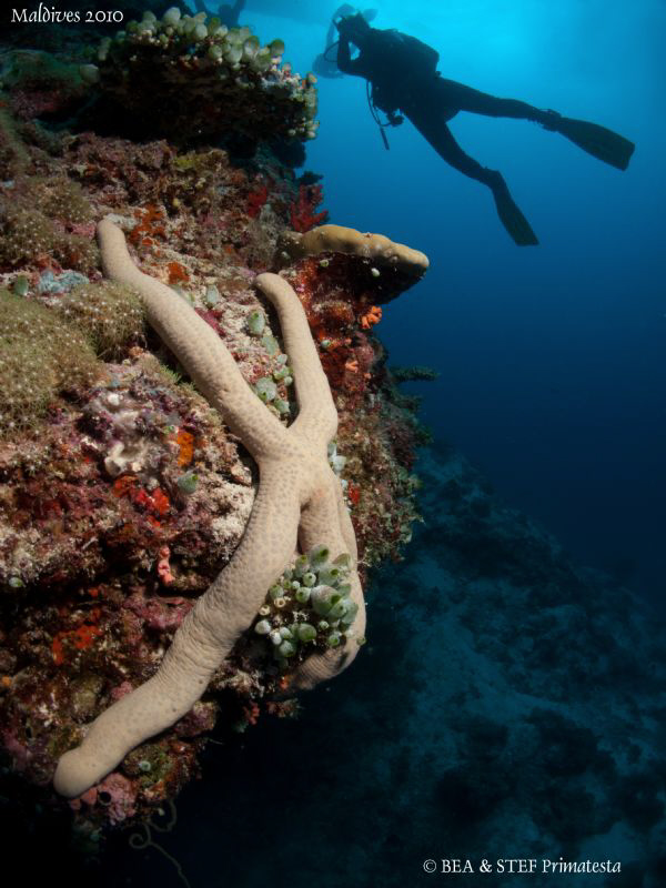 Sea stars. Canon G10, 12mm fisheye. by Bea & Stef Primatesta 