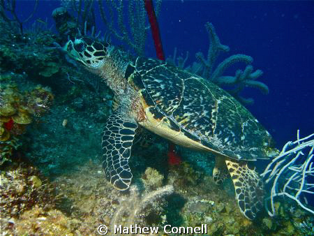 Loggerhead turtle about 70ft down on CJ's Dropoff in Util... by Mathew Connell 