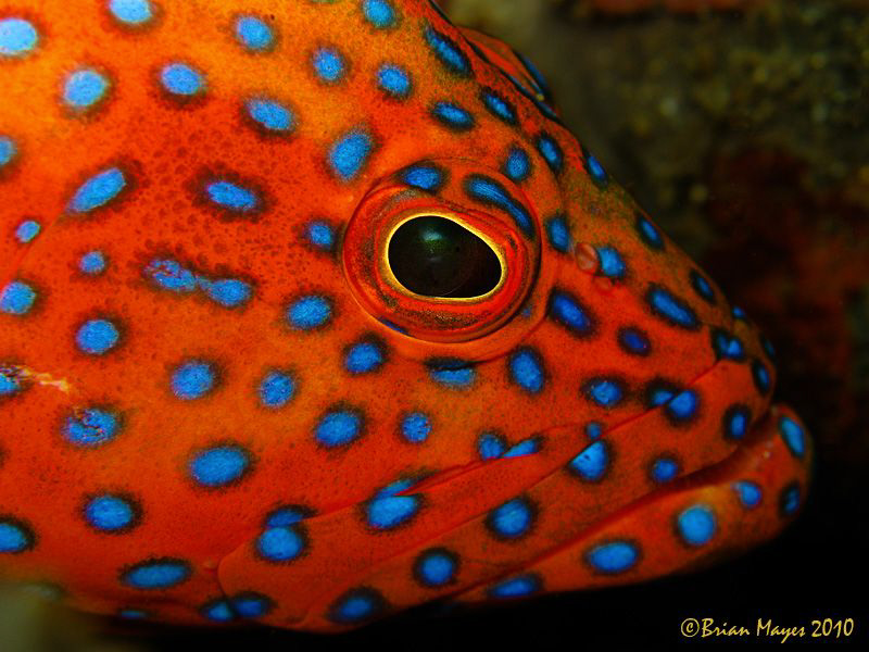 Coral Grouper (Cephalopholis miniata) by Brian Mayes 