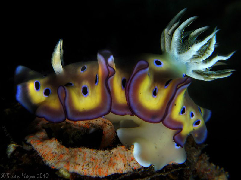 Nudibranch (Chromodoris kuniei) laying egg rose by Brian Mayes 