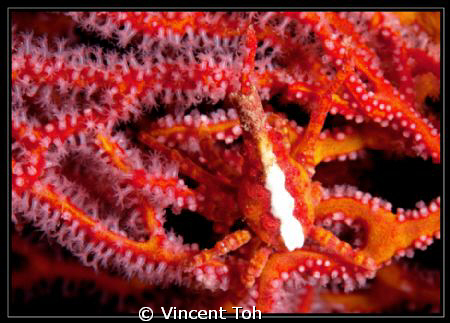 This image is shoot during nigh dive in Redang island by Vincent Toh 