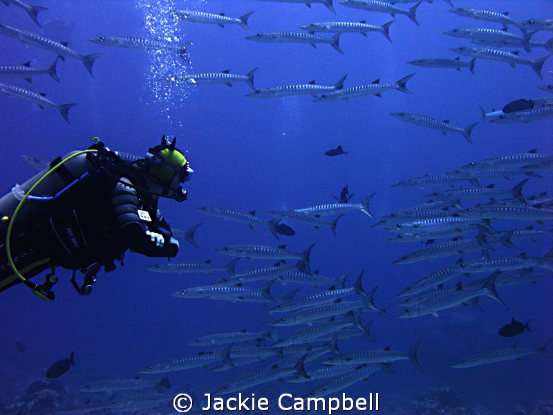 My buddy swimming with a near constant stream of barracud... by Jackie Campbell 