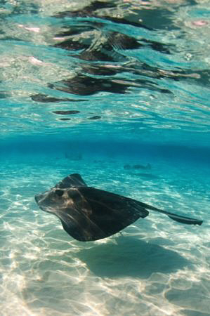 Southern Stingray on the Grand Cayman sandbar.  An early ... by Paul Colley 