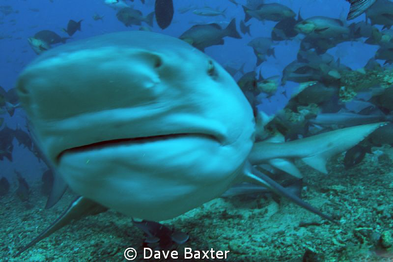 say cheese by Dave Baxter 