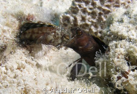Sailfin Blennies, fighting on a shallow sand patch, Utila... by Alasdair O'dell 