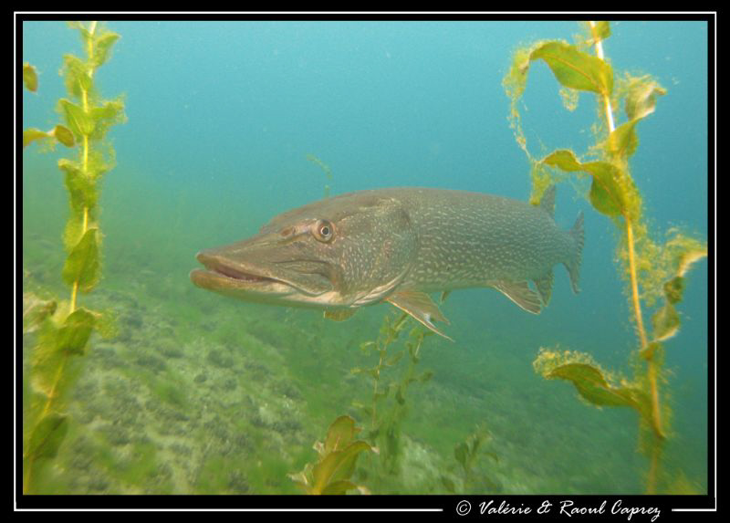 Nice encounter in Hermance (Geneva Lake) by Raoul Caprez 