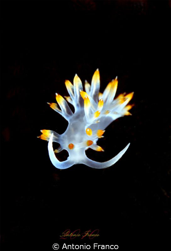 Flabellina babai by Antonio Franco 