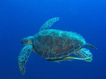 Green Turtle. Lembeh, Indonesia.
Olympus C-5050 camera w... by Erika Antoniazzo 