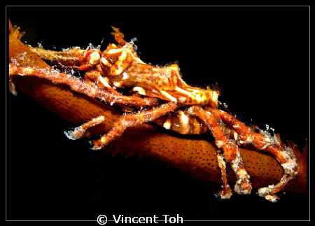 This image was shot in Redang Islang, Terennganu, Malaysia by Vincent Toh 