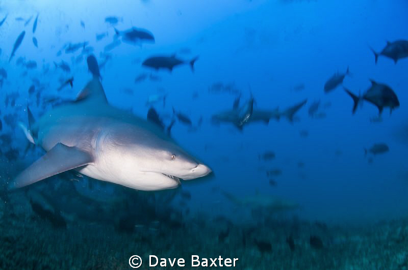 bulls away by Dave Baxter 