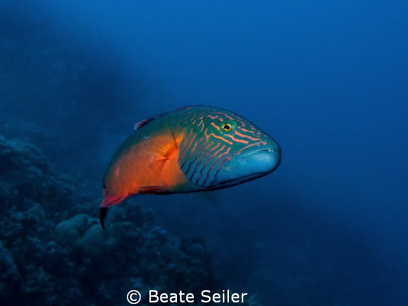 Curious little guy, taken at El Quadim with Canon G10 by Beate Seiler 