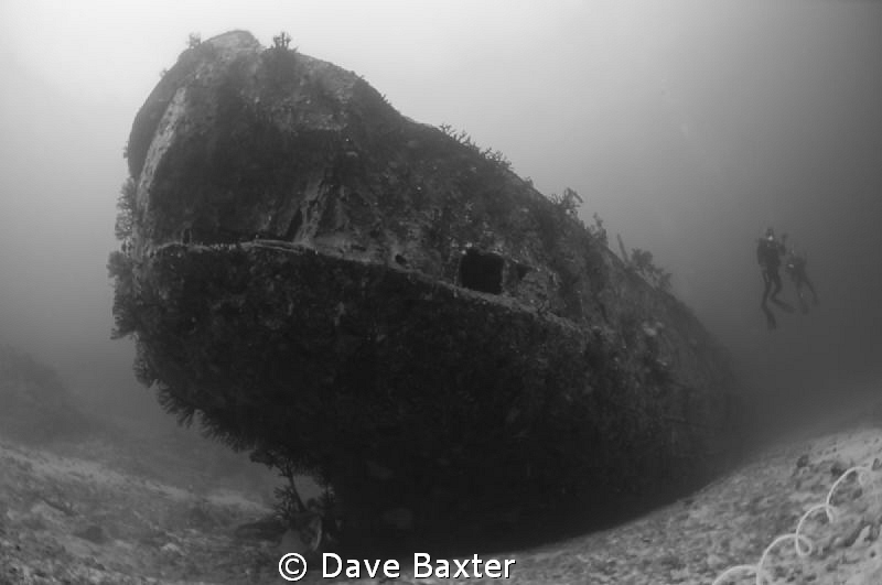 carpet cove Fiji by Dave Baxter 