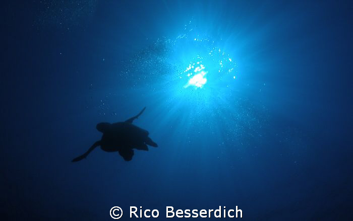 Turtle against the sun. Olympus CW 7070 by Rico Besserdich 