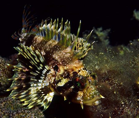 Hawaiian lionfish photographed at Nanakuli on the leeward... by Glenn Cummings 