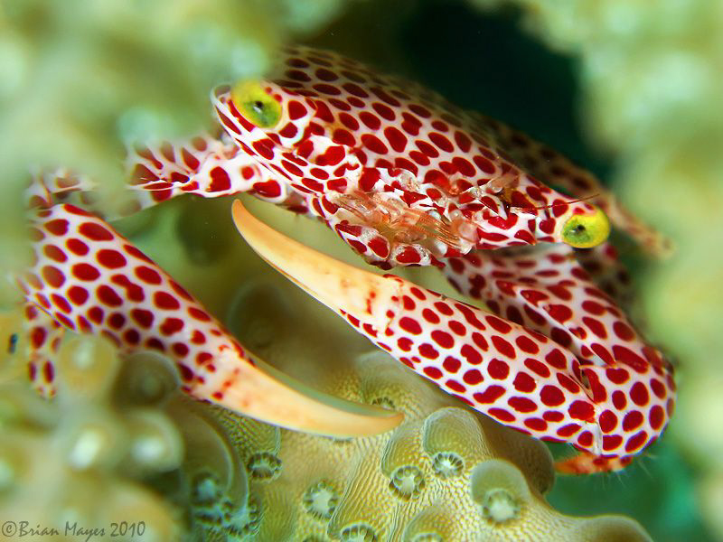 Green-eyed monster lurking in acropora. by Brian Mayes 