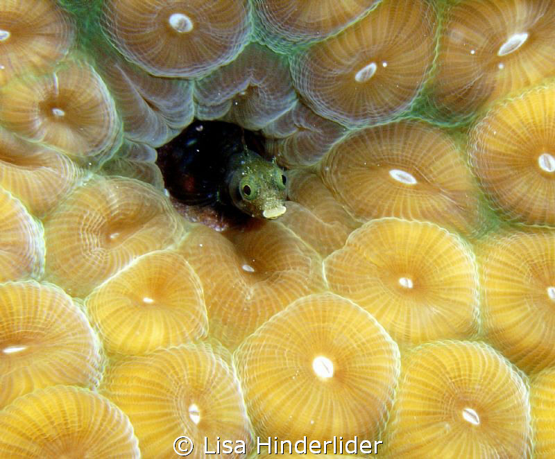Peek-a-boo blenny! by Lisa Hinderlider 