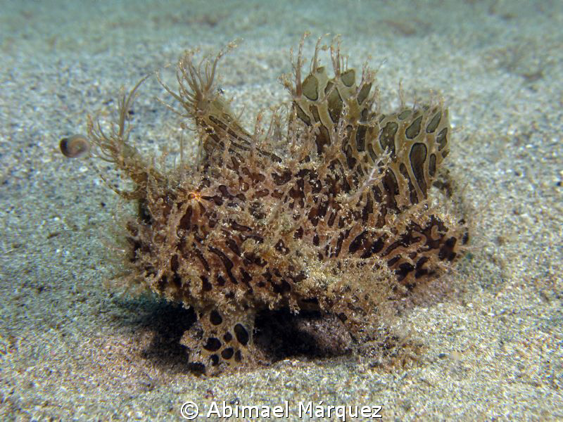 My third Triated Frogfish, 2010 by Abimael Márquez 