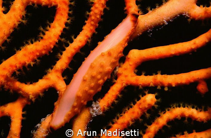 cowry on gorgonian
Nikonos V (1997) Ocean Optics Extensi... by Arun Madisetti 