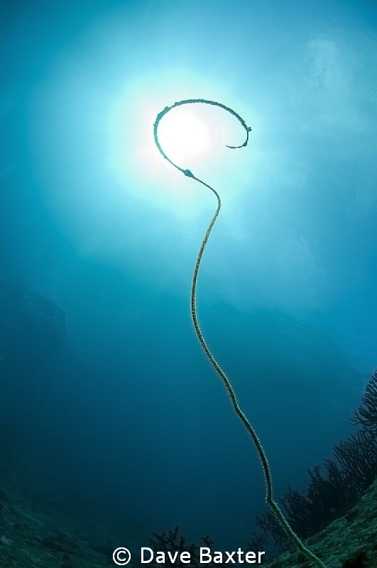 the shepherds crook by Dave Baxter 