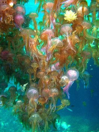 Jellyfish invasion,taken in Malta. by Adrian Richard Buttigieg 