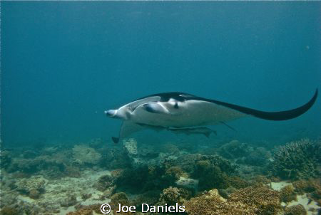 Manta by Joe Daniels 