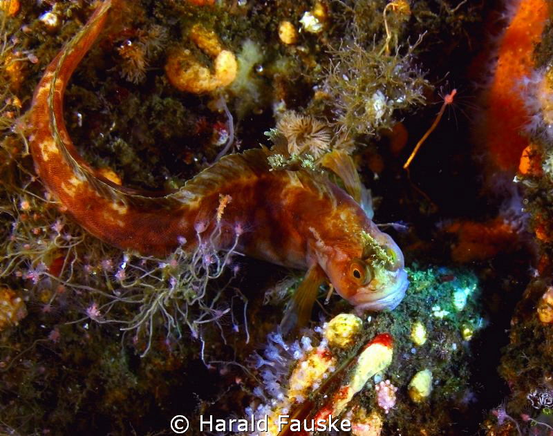 Picture of a male hornkvabbe, living on the mast of a shi... by Harald Fauske 