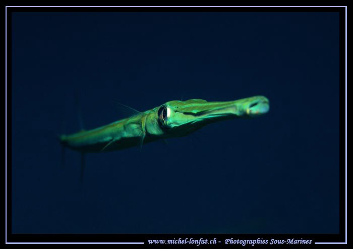 Face to face.... but not with a black background for once... by Michel Lonfat 