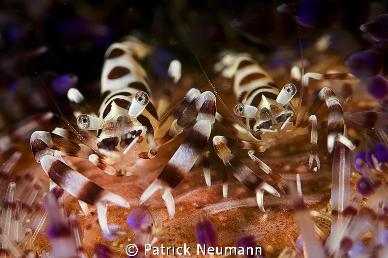 Coleman Shrimp by Patrick Neumann 