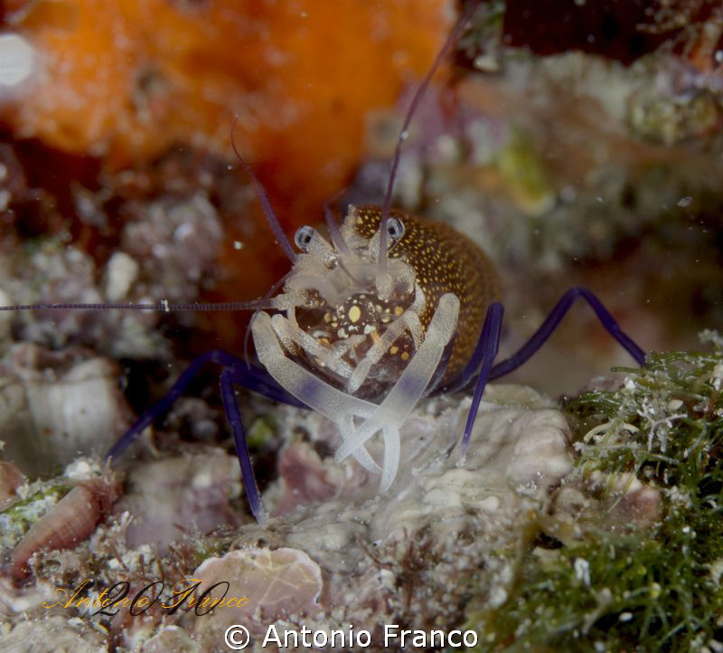 Gnathophyllum elegans by Antonio Franco 