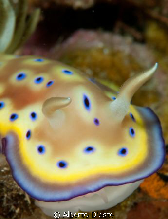NudiWreck by Alberto D'este 