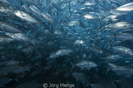 Right in the middle by Jörg Menge 