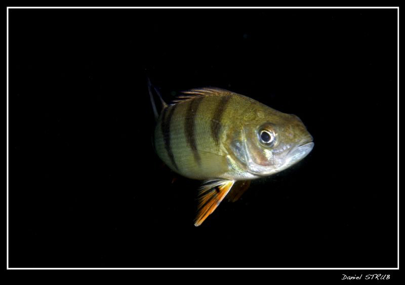 another pearch :-D by Daniel Strub 