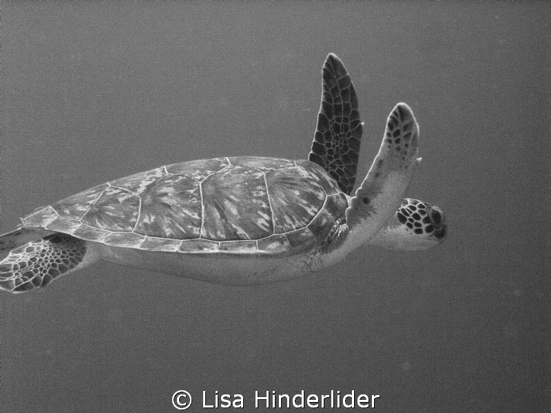 Black & White turtle by Lisa Hinderlider 