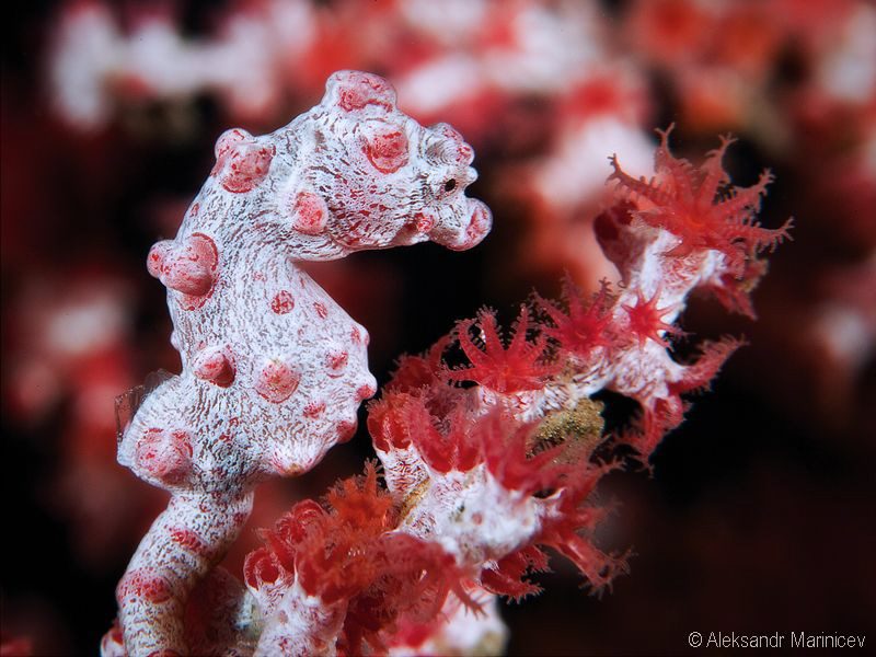 Pygmy seahorse ( Hippocampus bargibanti ), Tulamben, Bali by Aleksandr Marinicev 