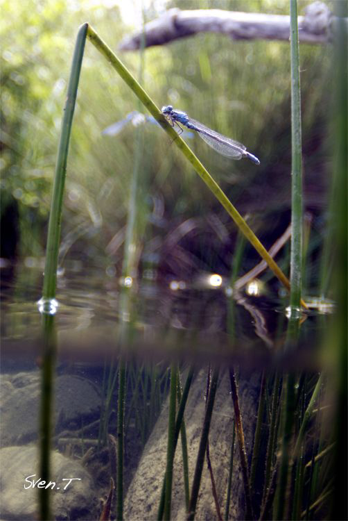 Resting dragonfly by Sven Tramaux 