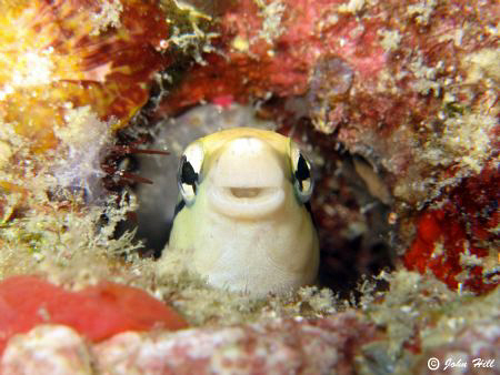 Thankyou little blennie for finally popping up (and smili... by John Hill 