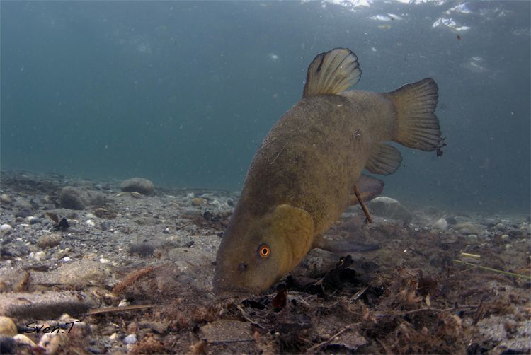 Tench looking for food by Sven Tramaux 