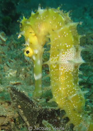 Baby seahorse by Jacques Vieira 
