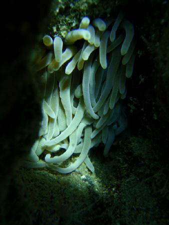STRANGE ATMOSPHERE IN THE REEF by Durand Gerald 