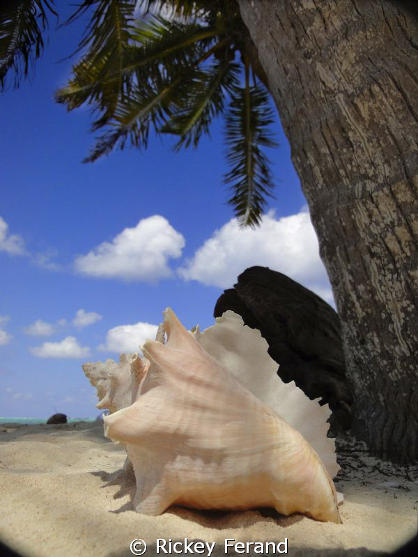 While looking for red boobies on Half Moon Caye I came ac... by Rickey Ferand 