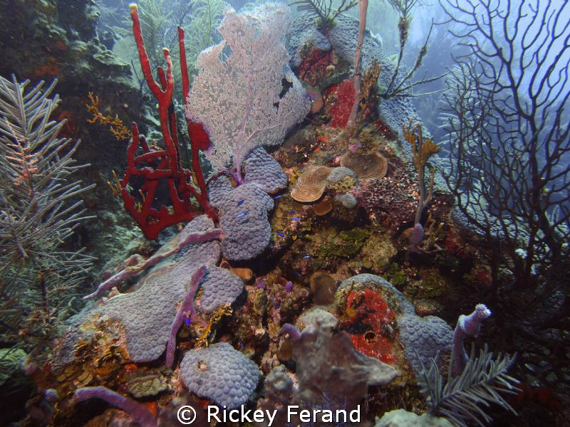 The Aquarium dive site off Long Caye, Belize by Rickey Ferand 