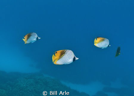 Threadfin butterfly by Bill Arle 