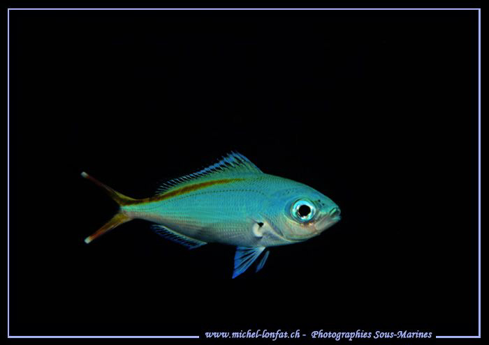 A "Fusilier" in the waters of the Red Sea... Que du bonhe... by Michel Lonfat 