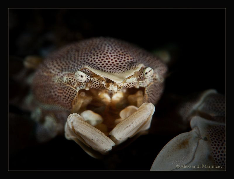 "Out of the darkness"
Anemone crab by Aleksandr Marinicev 